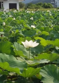 花神为什么生完孩子就死了